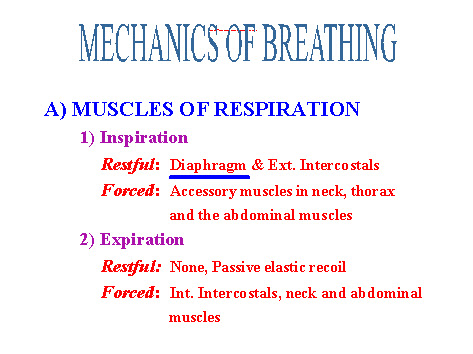 Mechanics of Breathing I. A. Muscles of Respiration are all Skeletal ...