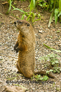 Groundhog (Woodchuck), Dane County, Wisconsin