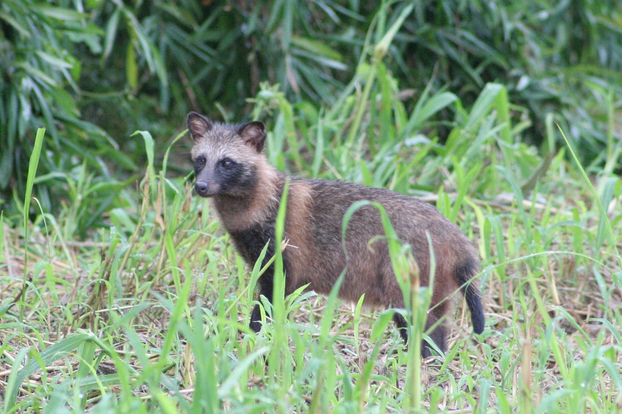 雨の夜に 仔狸 こだぬき に遭遇 訂正 アライグマでした 霊園とお墓のはなし