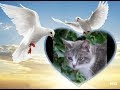 Les 40+ meilleures le petit chat est mort chanson 129041-Le petit chat est mort chanson