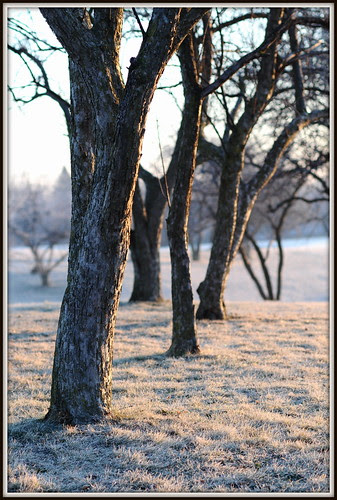 frosty sunrise 4