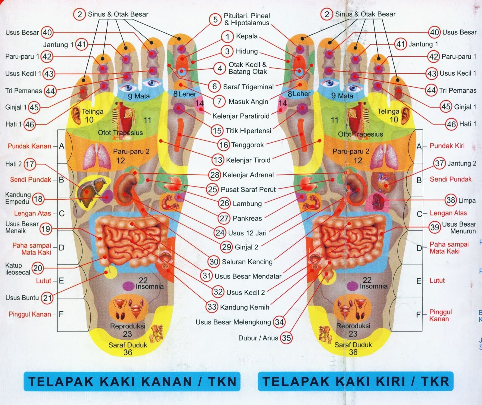 Gambar Titik Akupunktur/Pijat Kaki ini, karya ASLI dari Oei Gin Djing ... Gambar Titik Akupunktur/Pijat Kaki ini, karya ASLI dari Oei Gin Djing ...