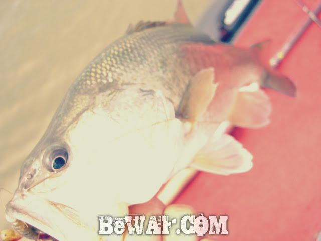 biwako bass turi chouka guide f2