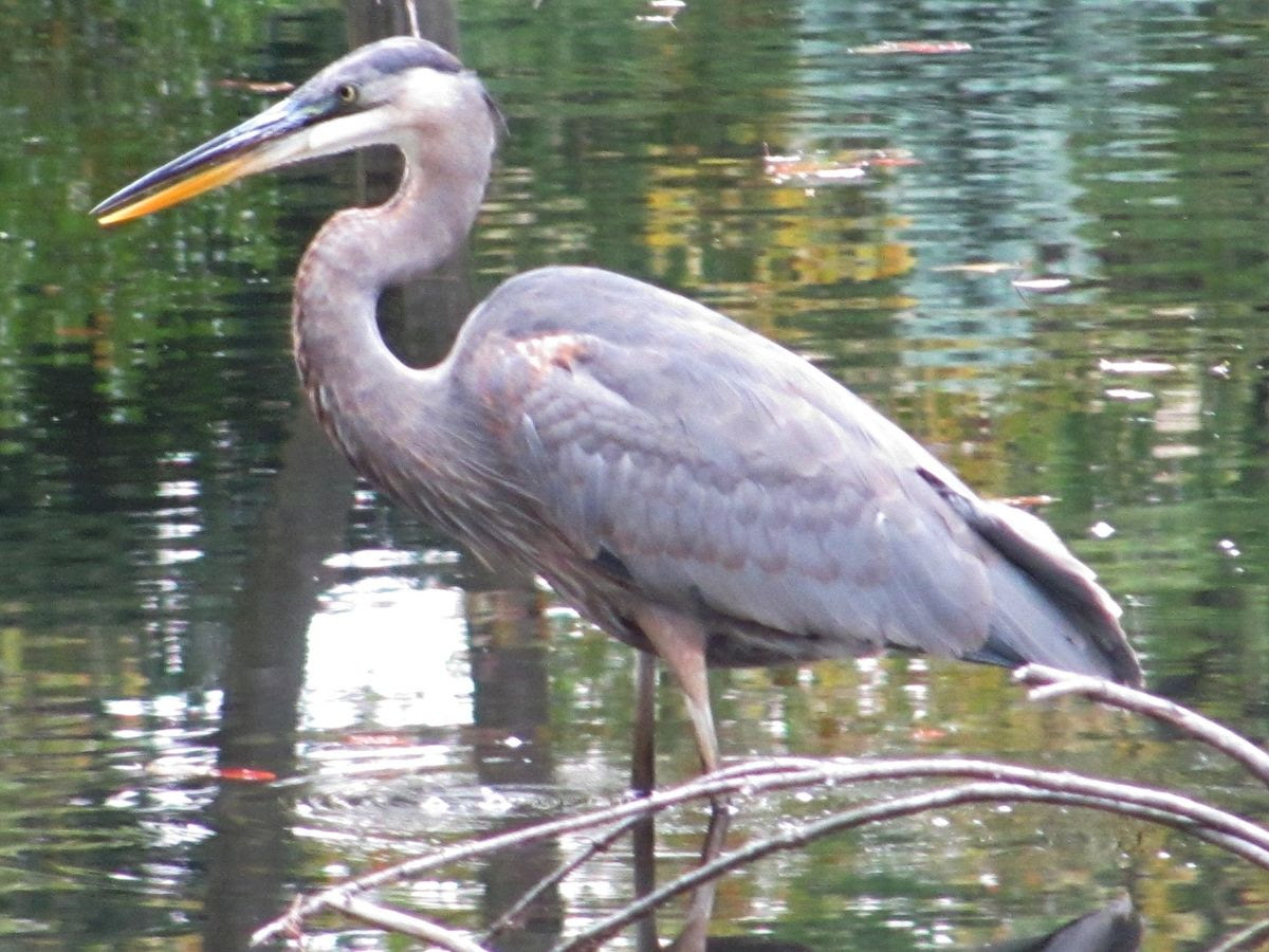 Heron 3