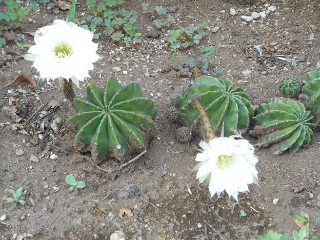 サボテンが地植えにしかも花が 写真共有サイト フォト蔵