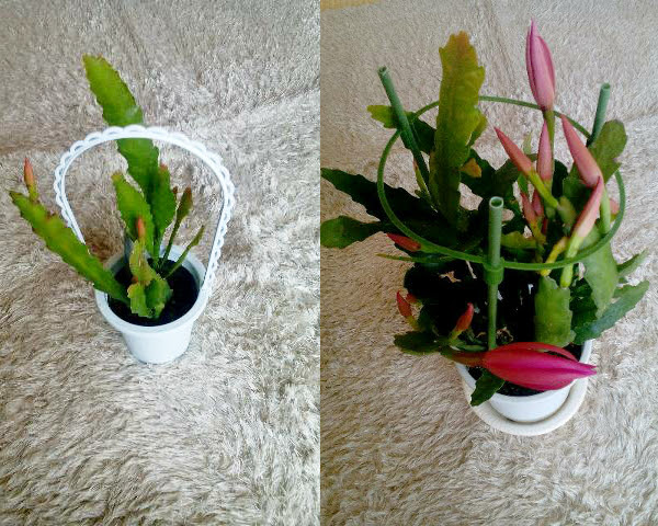 孔雀サボテンのこと 本田花園 ほんだかえん 日記