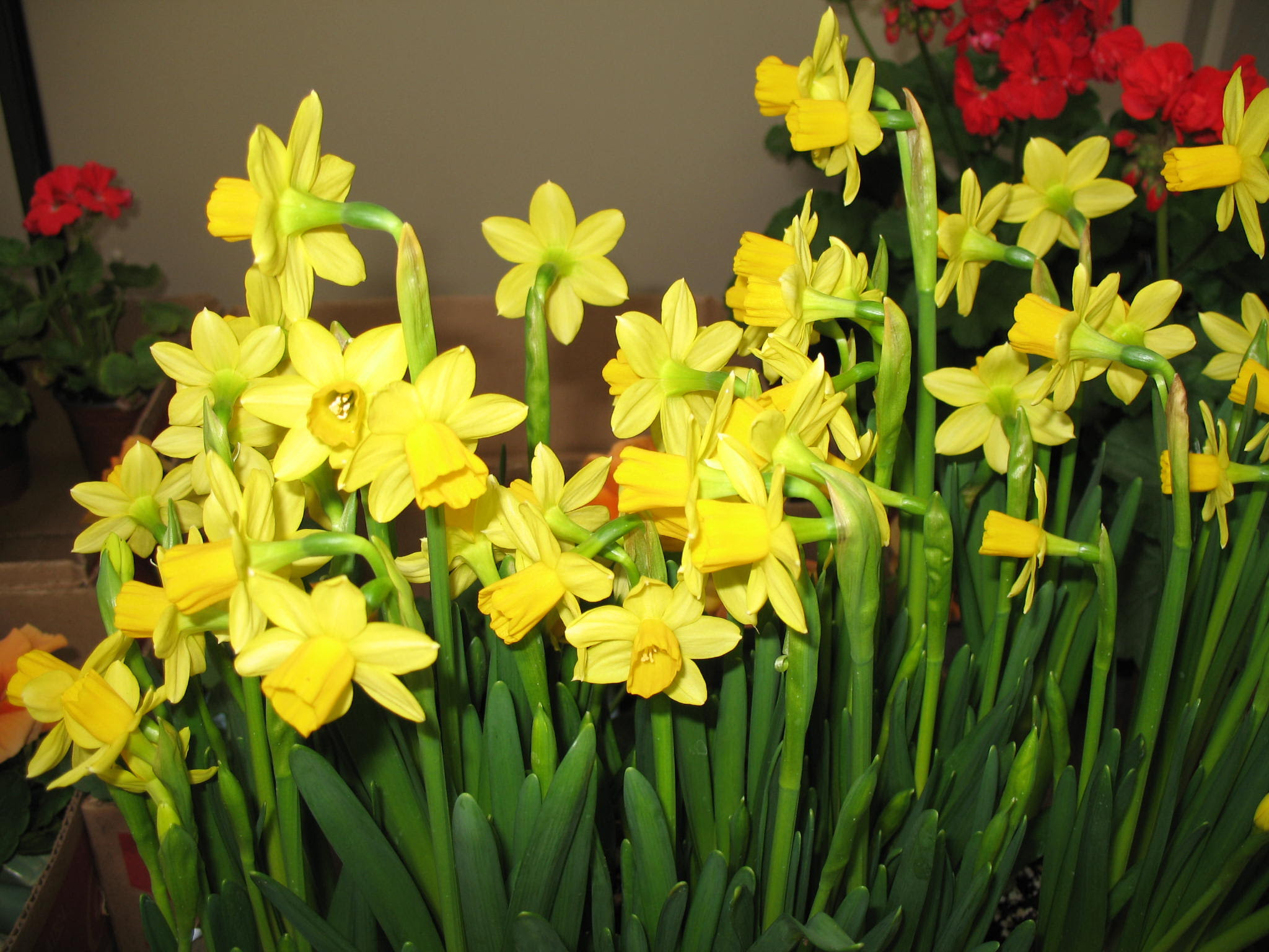 Narcissus jonquilla 39;TeteaTete39; / Narcissus jonquilla 39;TeteaT