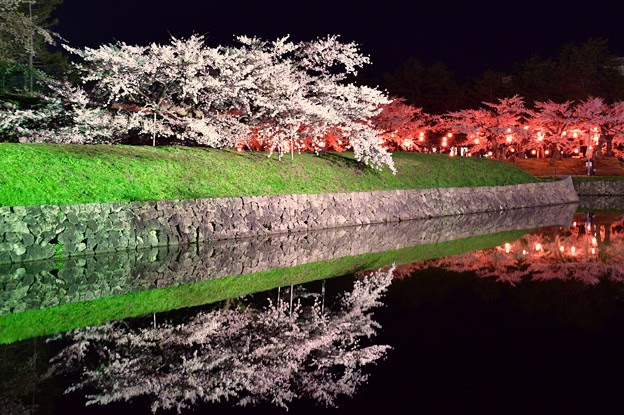 函館 五稜郭 桜ライトアップ 写真共有サイト フォト蔵