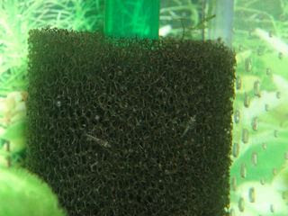 稚エビがいっぱい Blog Of Life With Aquarium