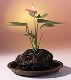 Red Anthurium In Hawaiian Lava Rock Bonsai Tree