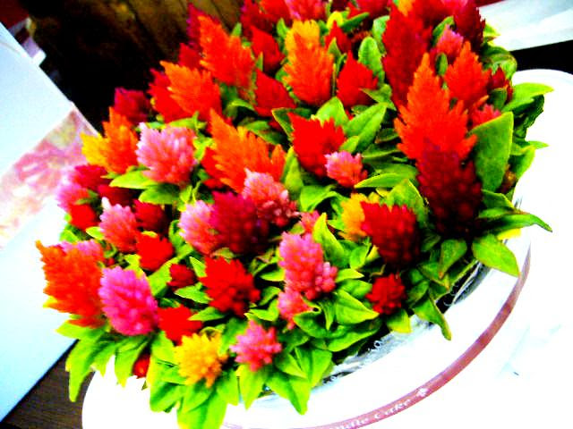 花屋 Ivy Ivyizm Life
