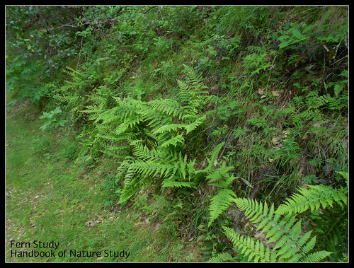 Ferns Red Shack button