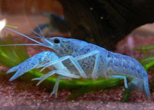 アメリカザリガニを青くするには 生き物マスター