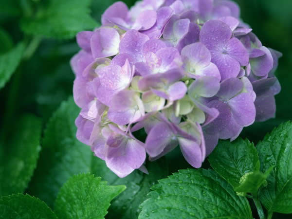 ６月２９日 紫陽花 あじさい ３６６日への旅 誕生花編 今日の誕生花