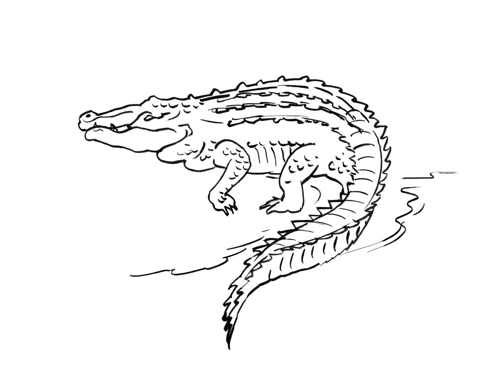 Dessin de crocodile