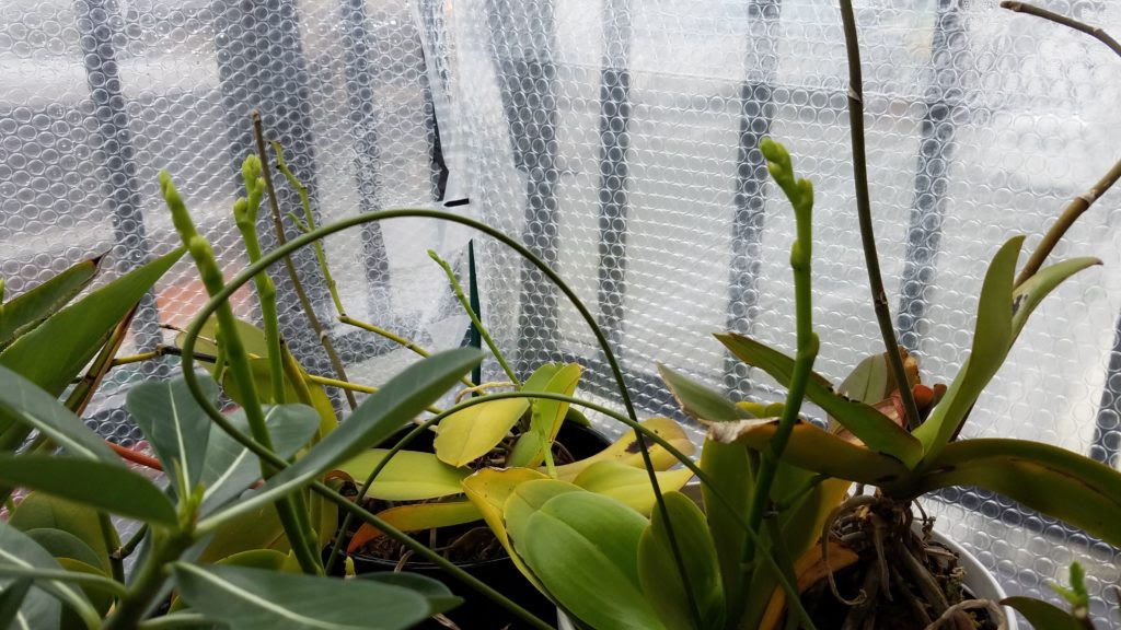 ベランダ簡易温室の植物の越冬 良い影響も悪い影響も
