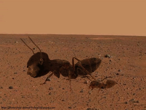 Desert ant,joke,photoshop joke,animal,desert,Photoshop animals,pgotoshop humor, photoshop tutorial, pgotoshop turorial