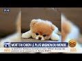 Les 500+ meilleures bébé chien qui reste petit 180792-Bébé chien qui reste petit
