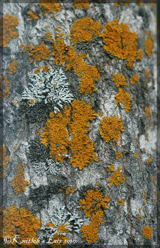lichen 3