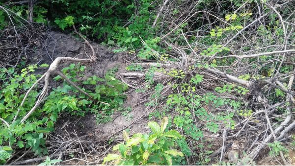 roubo-de gado-araioses4