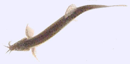 どじょうの雑学