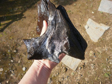 ザリガニ飼育水槽を立ち上げよう