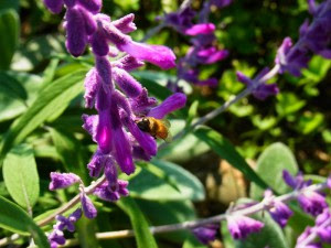 サルビア レウカンサ 花を増やそう 蜜源 花粉源 データベース みつばち百花
