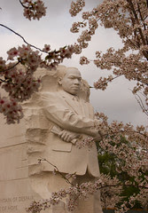 MLK Blossoms