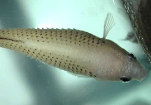 Struggling With Dropsy How To Treat Dropsy Fast Fishkeeping Advice