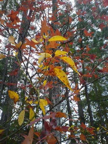 Fall