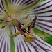Geranium renardii and the fly