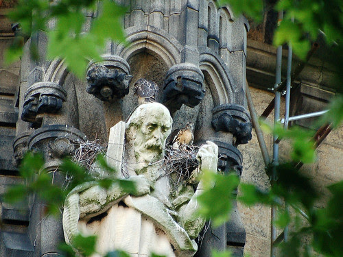 Cathedral Red-Tail Nestlings