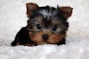 puppies for sale Yorkie teacup micro dogs puppy puppies iheartteacups
poodle tiny choose board wallpapers