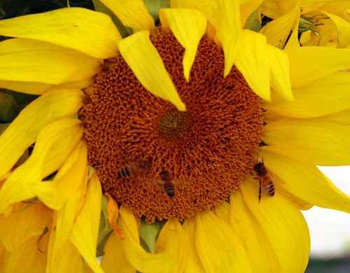 008 sunflower and bees, copy