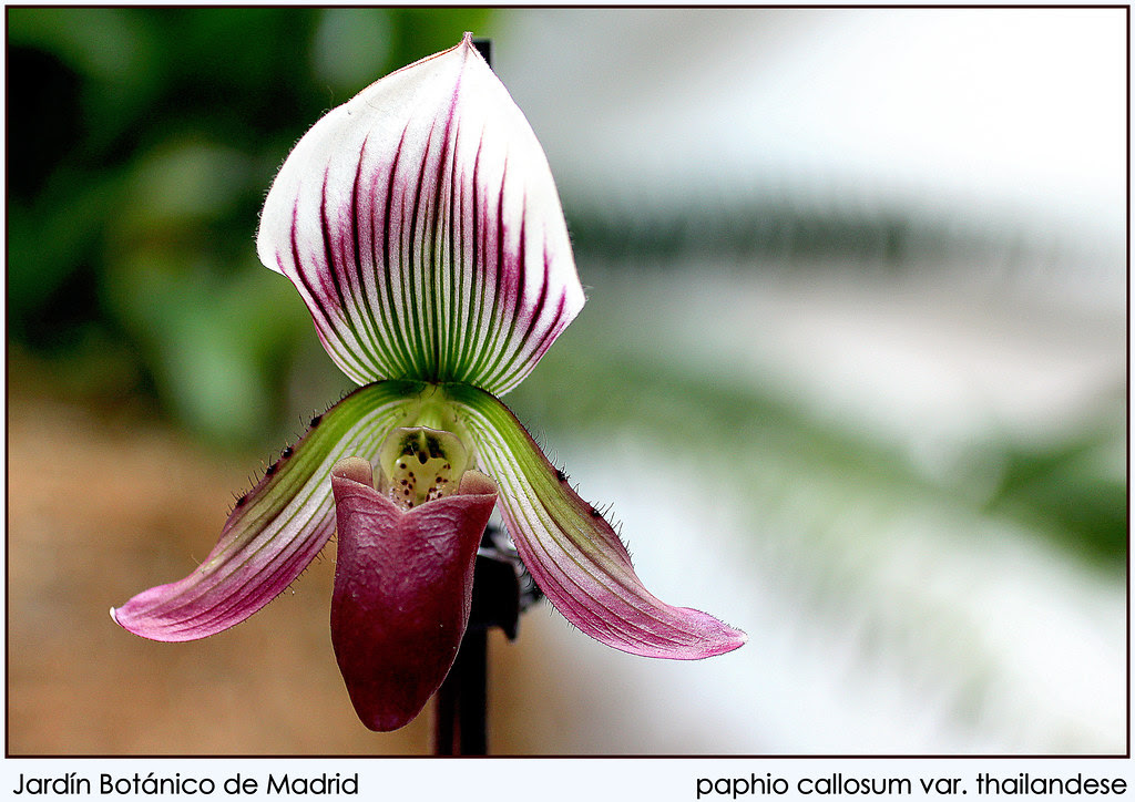 paphio callosum var. thailandese