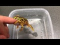 [新しいコレクション] ベルツノガエル 飼育環境 103231-ベルツノガエル 飼育環境