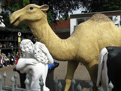 camel and kissing