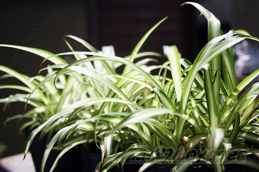 オリヅルランの管理 育て方や特徴 増やし方 水やり 失敗しないコツをご紹介 Oyageeの植物観察日記