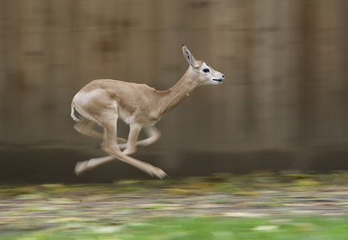 wildlife animals of baby dama gazelle deer running pictures