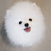 Baby Doll Chihuahua Puppies For Sale : Find more information about the following stories featured on today and browse this week's videos.