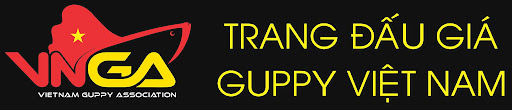 VNGA - Trang Đấu Giá Guppy