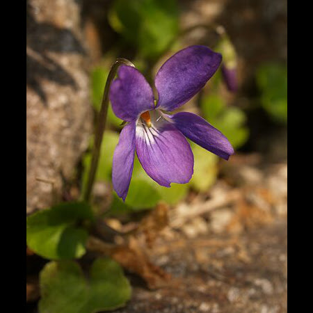 スミレとは ヤサシイエンゲイ