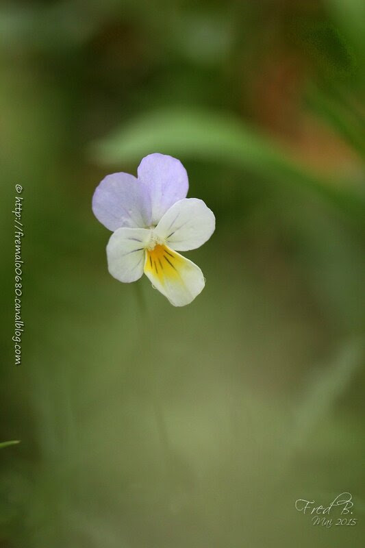 Viola arvensis