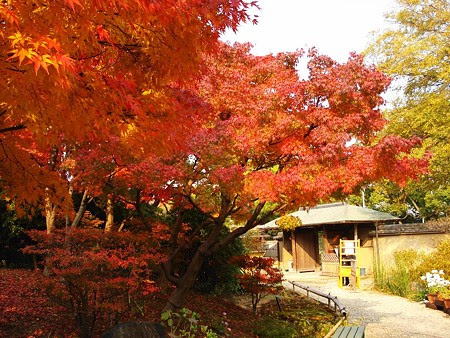 福岡の紅葉スポット 筥崎宮花庭園 福岡 博多のおすすめスポット紹介 ｕｚｏｕ日記