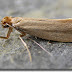 Clothes Moths Nz / Check spelling or type a new query.