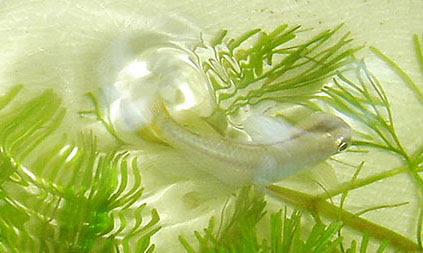 メダカは絶滅の危険性が増大している種 絶滅危惧２類 Vu