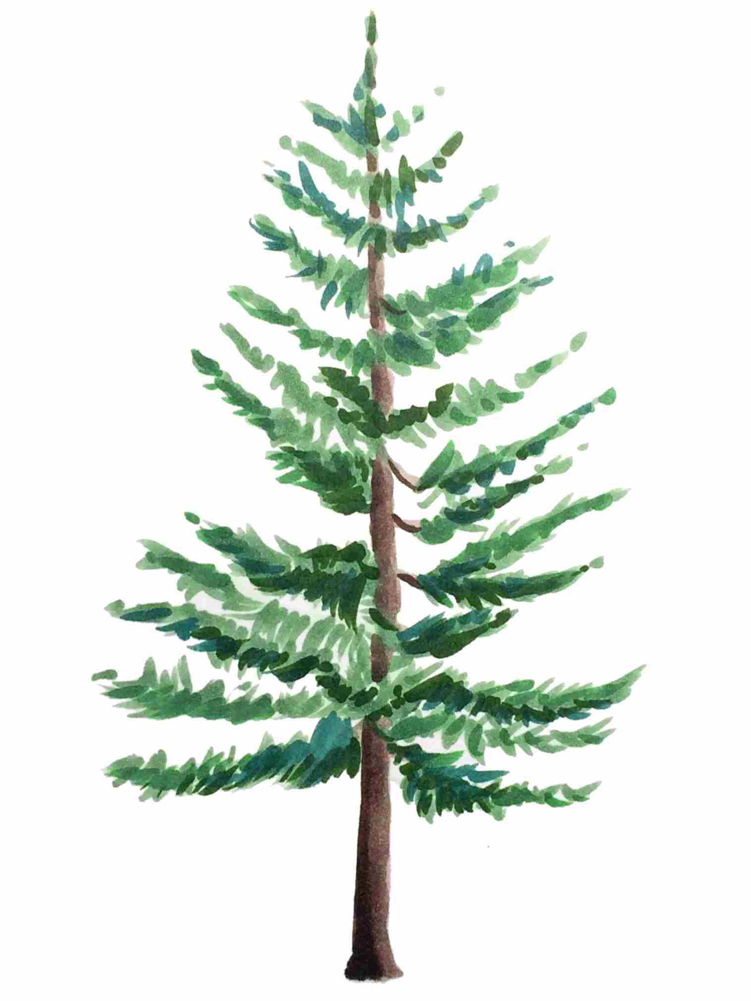  Realistic Tree Drawing Free download on ClipArtMag