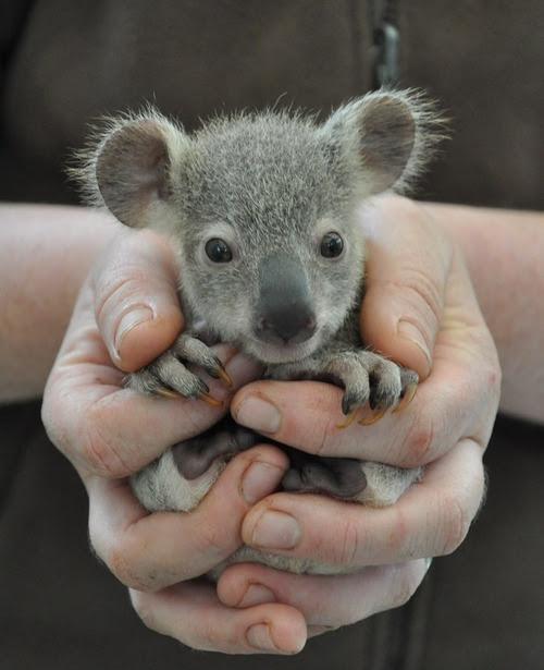 Koala