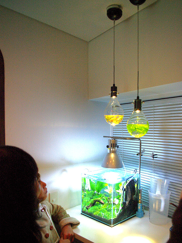 ちっさい水草電球を作る 加藤水槽ブログ
