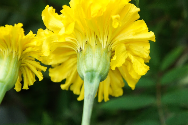 花弁 萼とは フラワークラフト アン